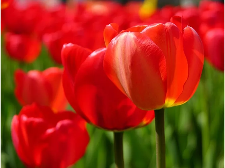 mazzi di tulipani rossi