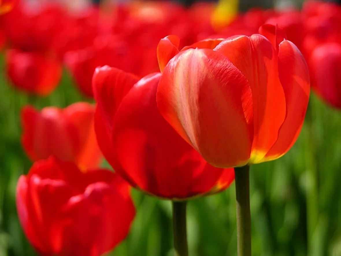 mazzi di tulipani rossi