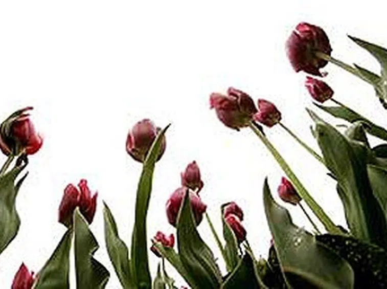 mazzi di tulipani