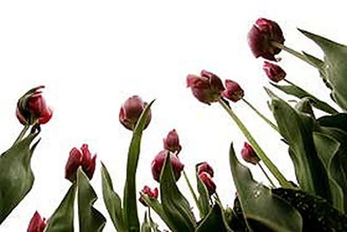 mazzi di tulipani