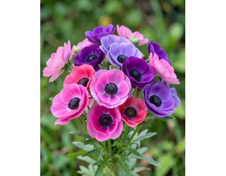 mazzi fiori colorati