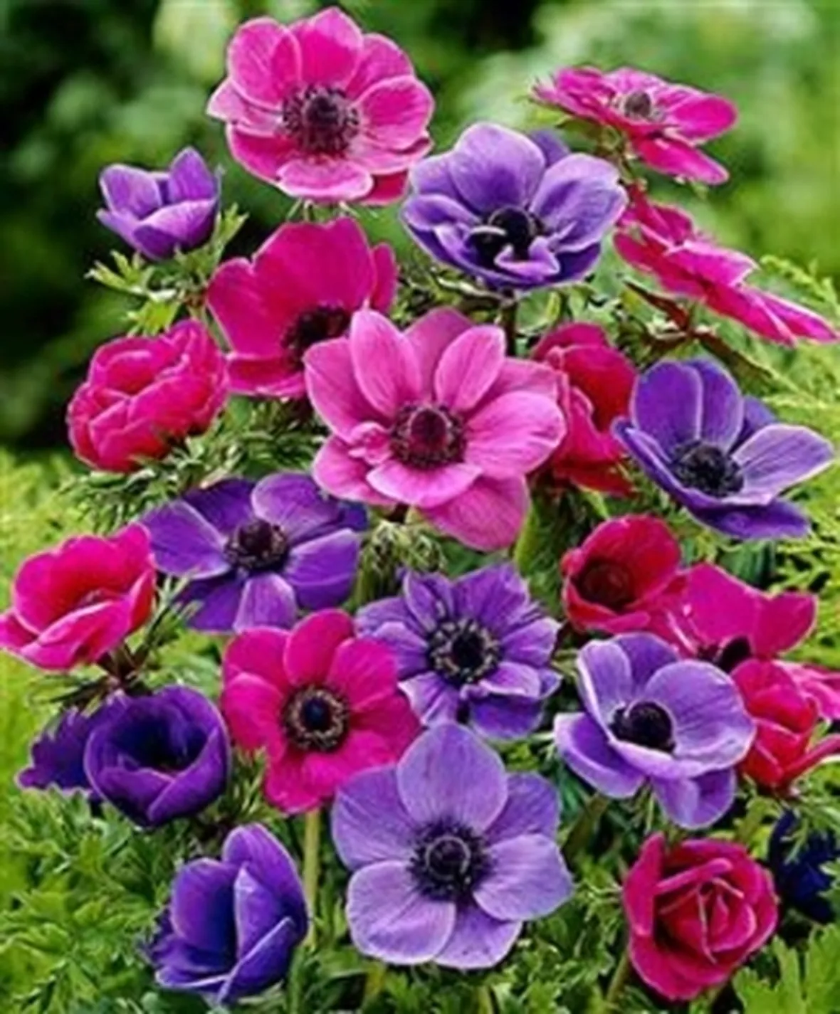 mazzi fiori colorati