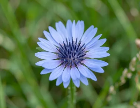 mazzi fiori di campo-1