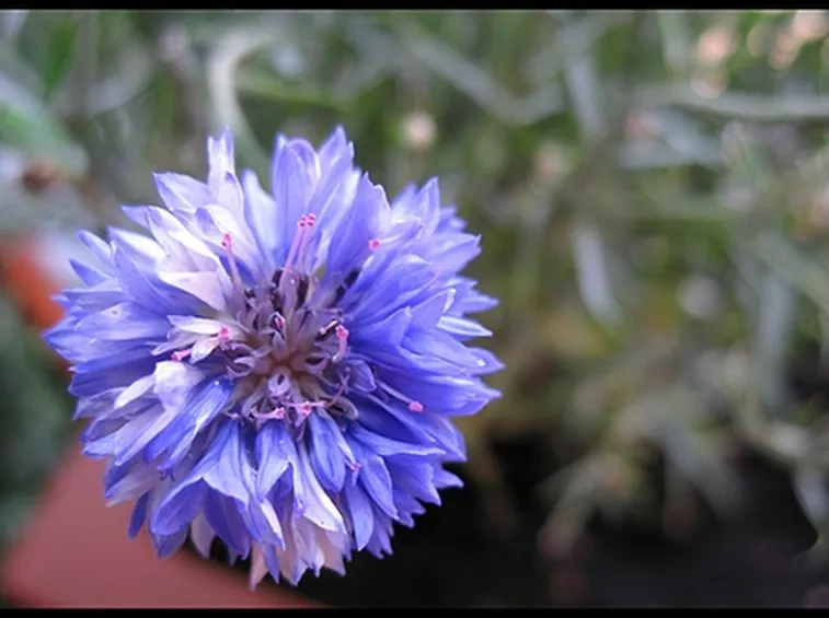 mazzi fiori di campo-1