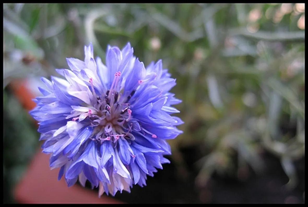 mazzi fiori di campo-1