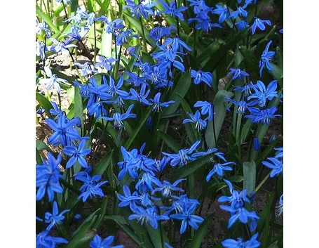 mazzi garofani e giacinti blu