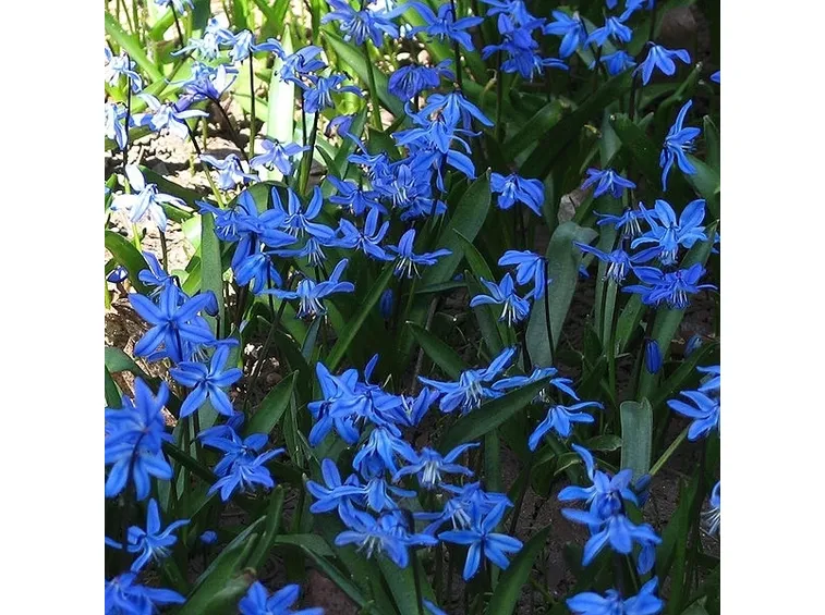 mazzi garofani e giacinti blu