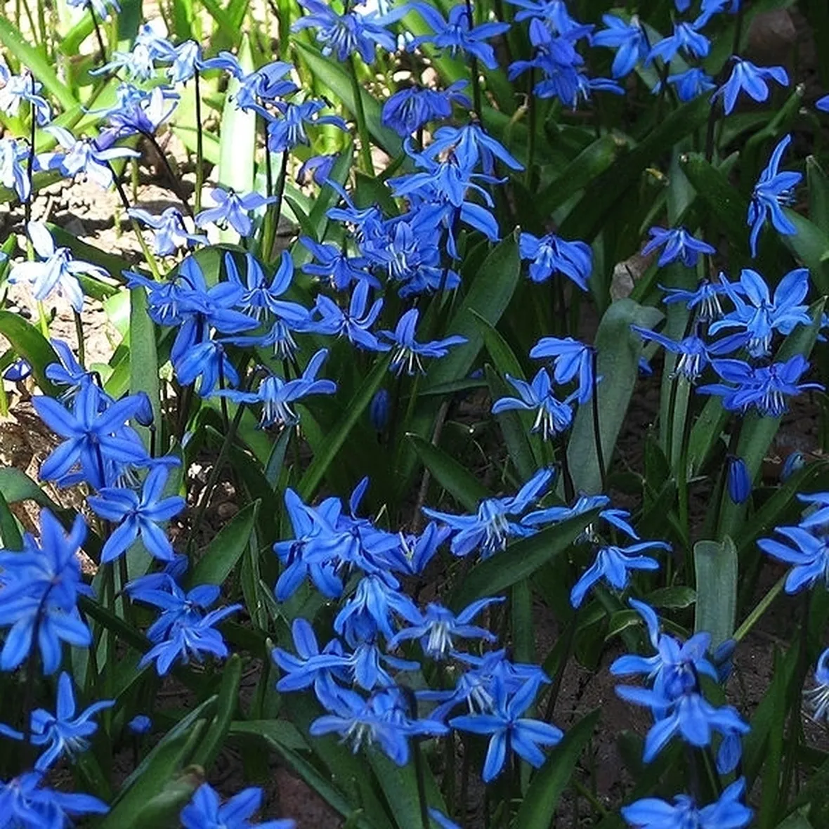 mazzi garofani e giacinti blu