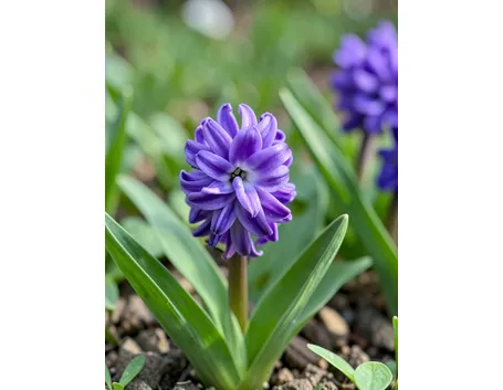 mazzi giacinti viola e bianchi