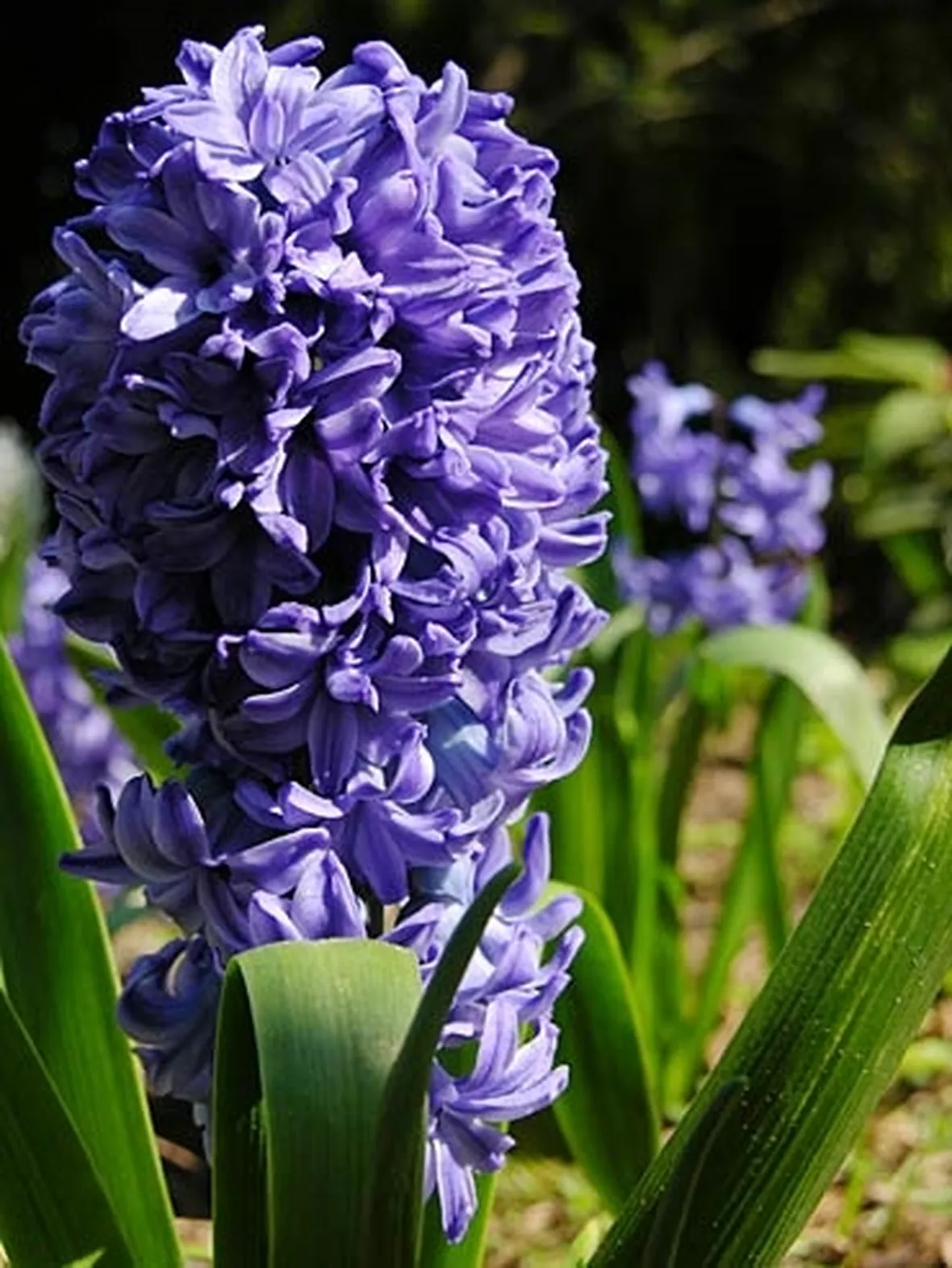 mazzi giacinti viola e bianchi