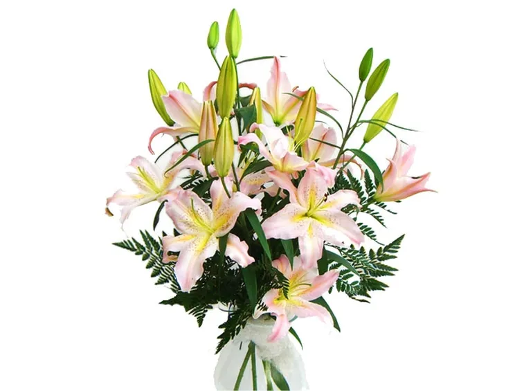 mazzi lilium-1