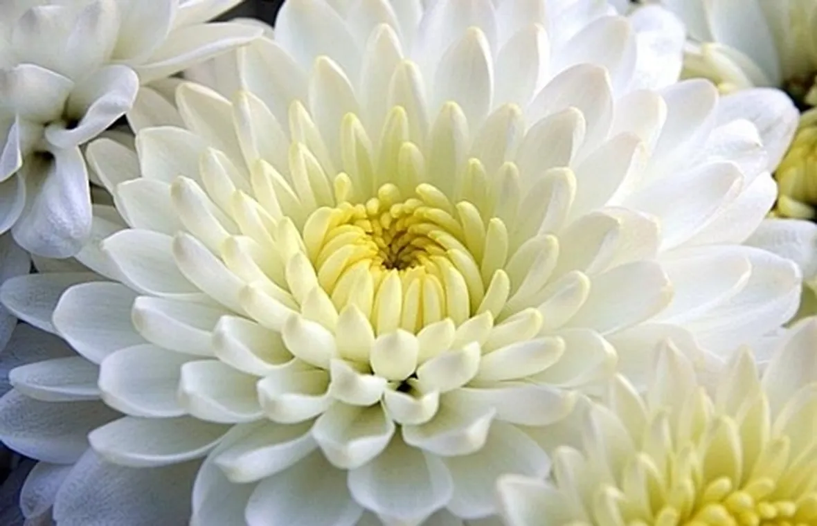 mazzi per amore-3