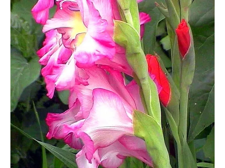 mazzi per festa della donna-7