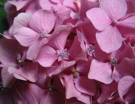 mazzi per fiocco rosa