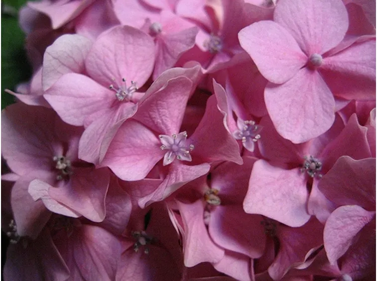 mazzi per fiocco rosa