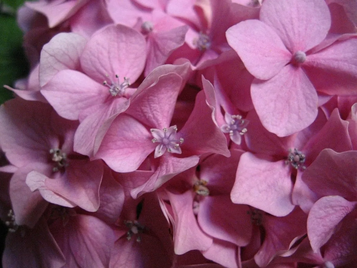 mazzi per fiocco rosa