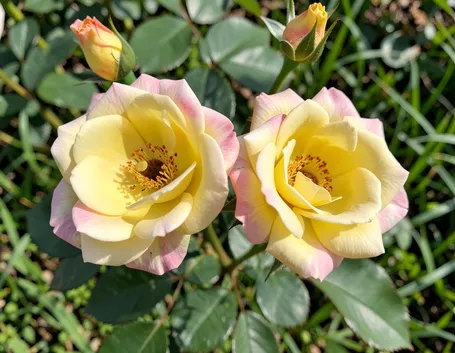 mazzi per la mamma-6