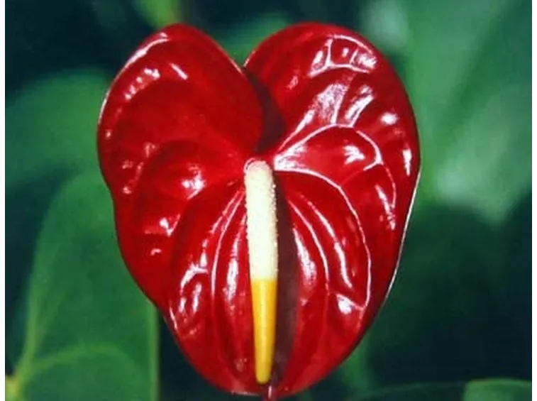 mazzi per lutto-3