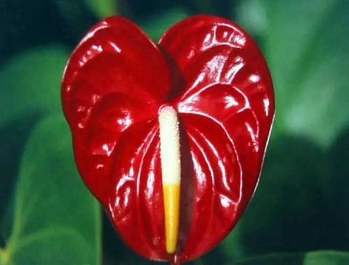 mazzi per lutto-3