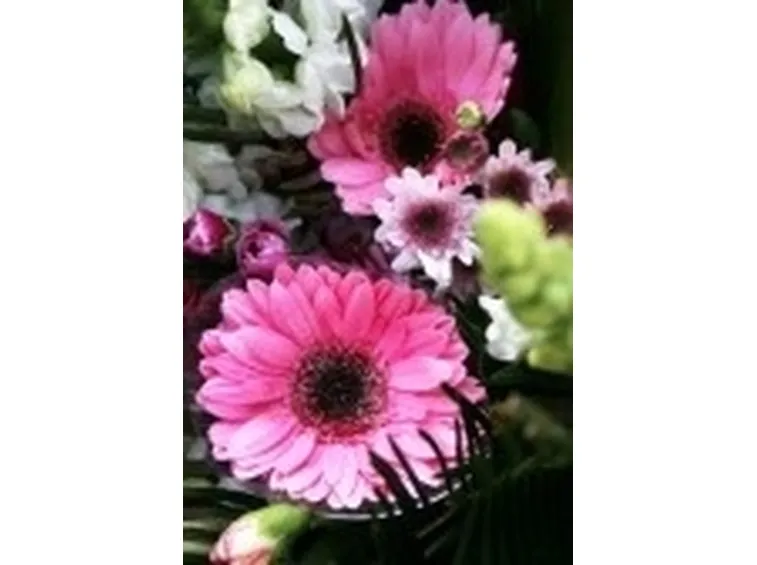 mazzi rosa e viola