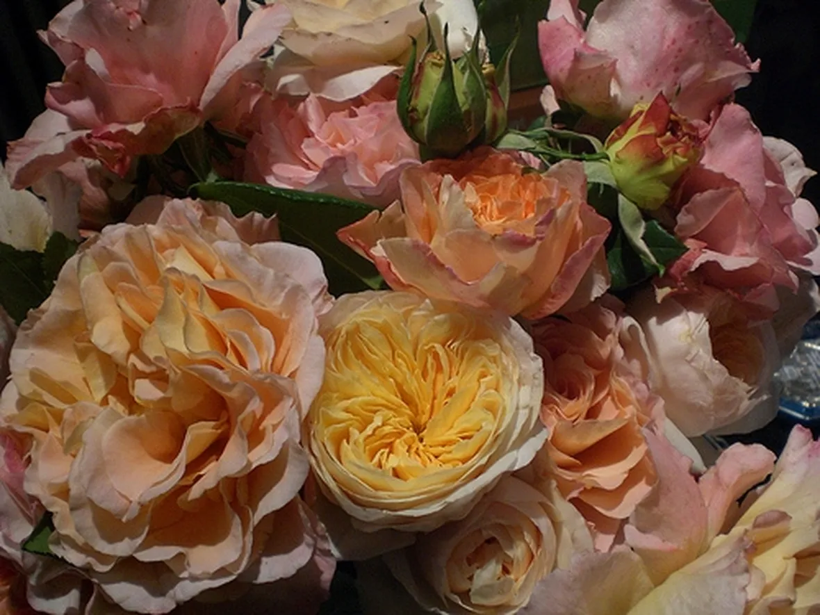 mazzi rose pesca-1