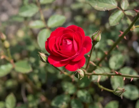 mazzi rose rosse e arancio-1