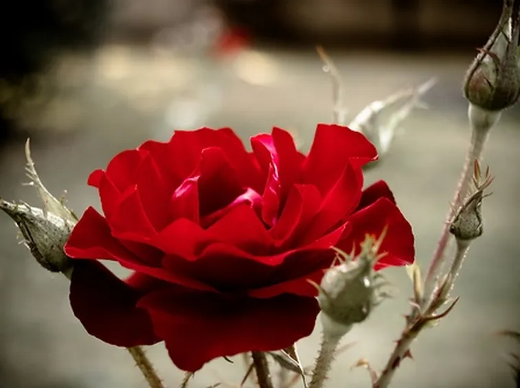 mazzi rose rosse e arancio-1