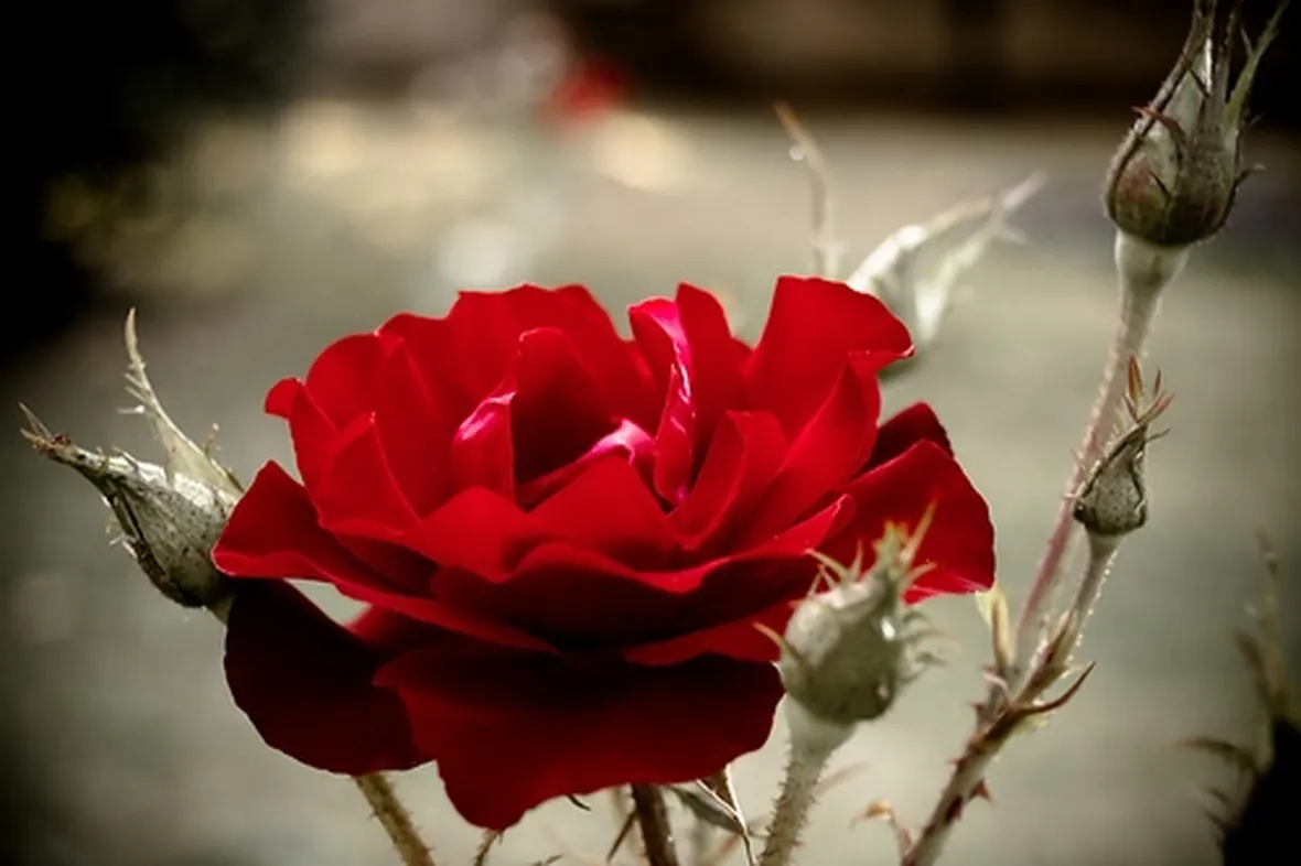 mazzi rose rosse e arancio-1