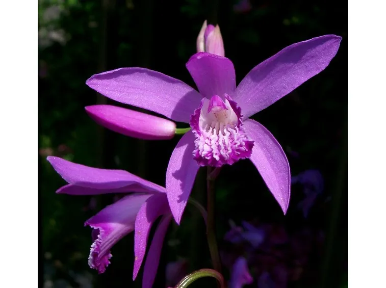 mazzi speciale fuxia-1