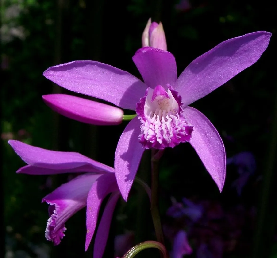 mazzi speciale fuxia-1