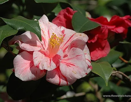 mazzo di fiori-2
