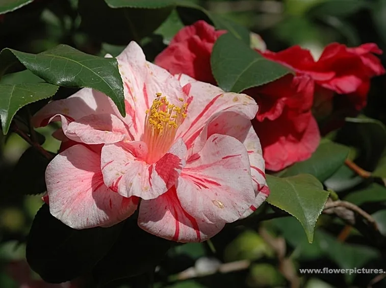 mazzo di fiori-2