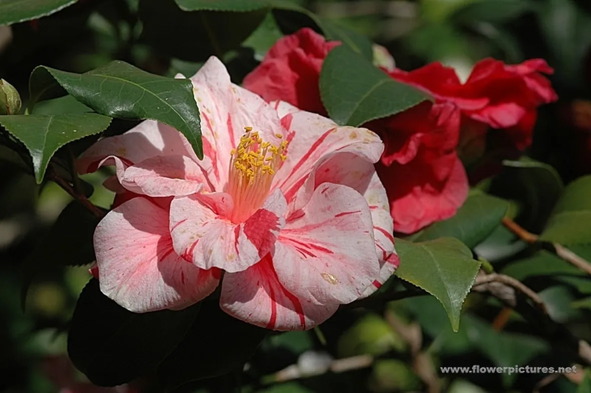 mazzo di fiori-2