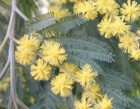mimosa con calle-1