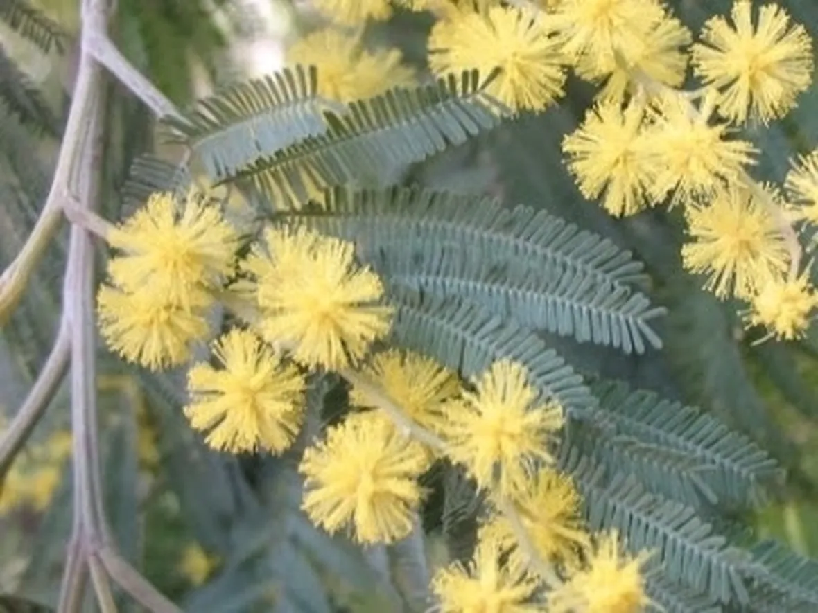 mimosa con calle-1