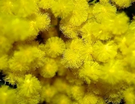 mimosa con rose-1