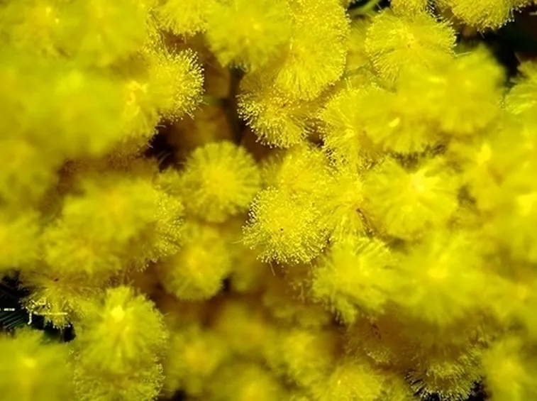 mimosa con rose-1