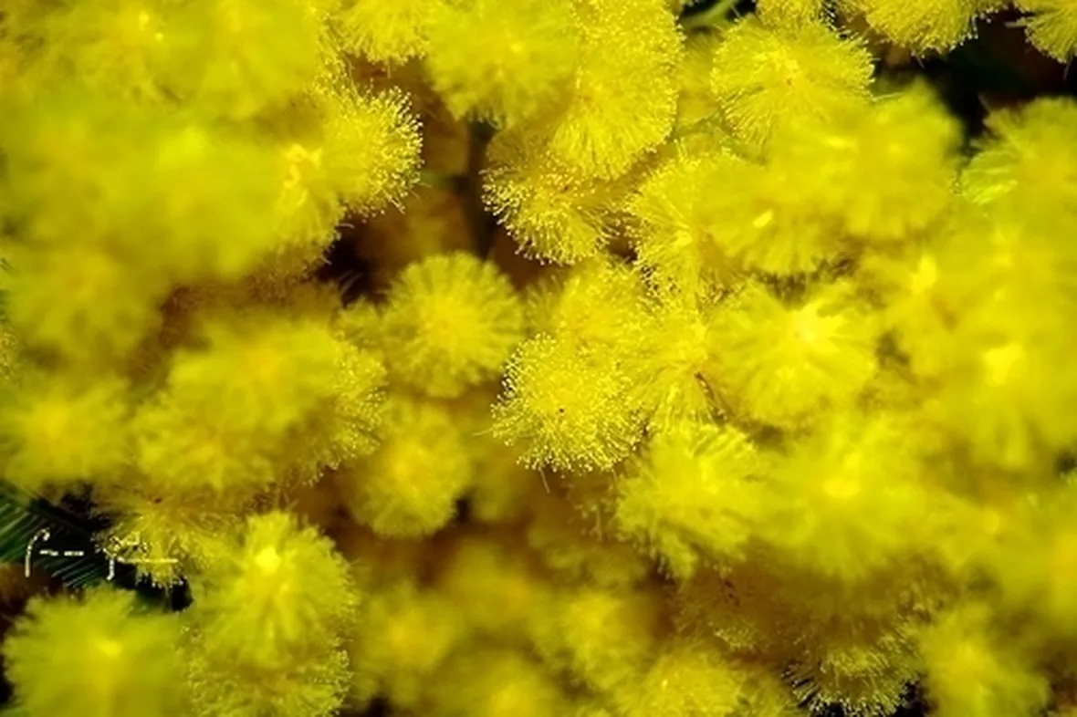 mimosa con rose-1