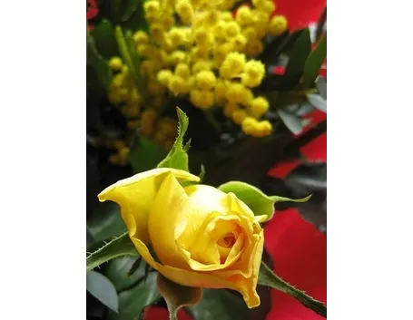 mimosa con rose-5