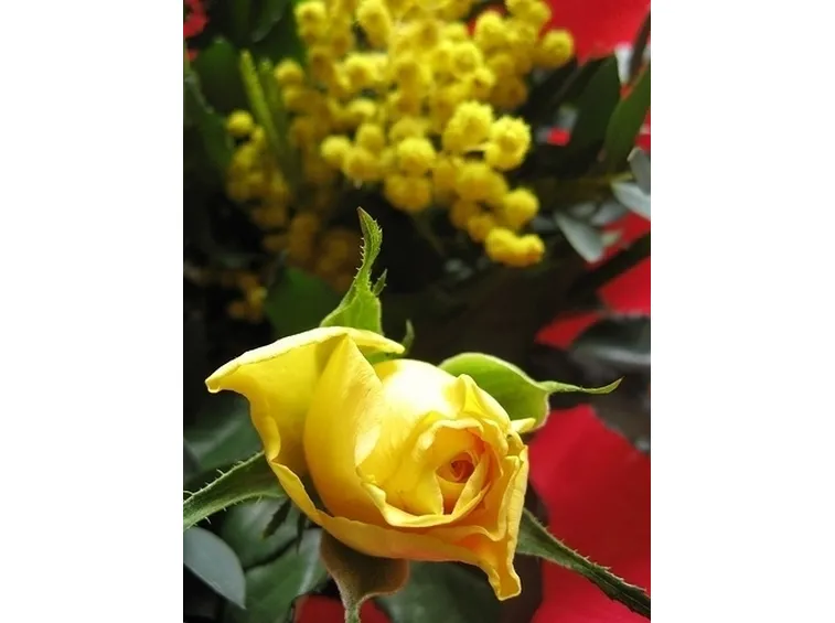 mimosa con rose-5