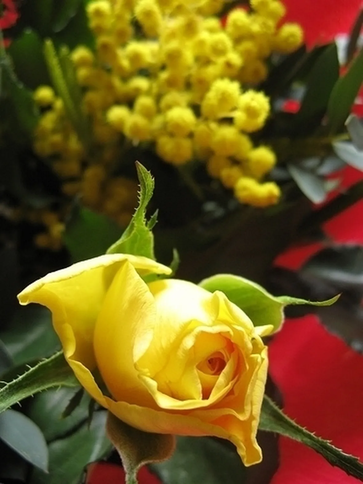 mimosa con rose-5