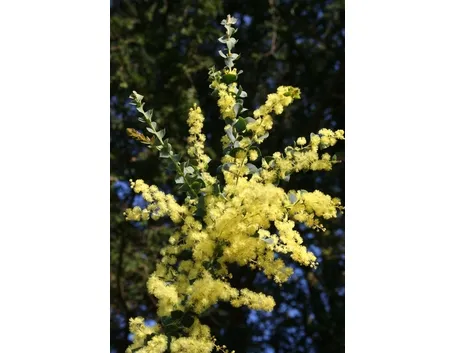 mimosa e orchidea-3