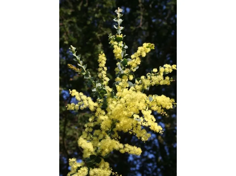 mimosa e orchidea-3