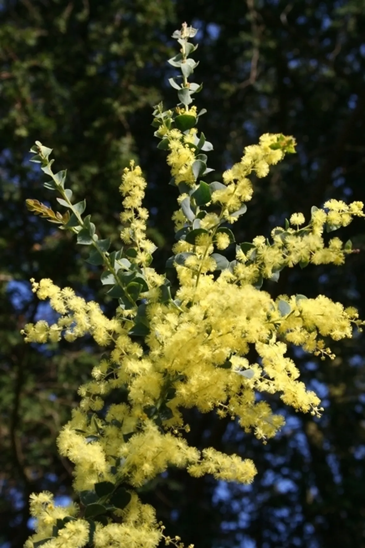 mimosa e orchidea-3