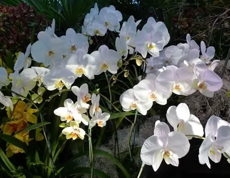 mimosa e orchidea-4