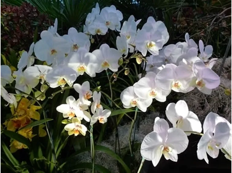 mimosa e orchidea-4