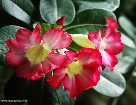 mimosa e orchidea-5