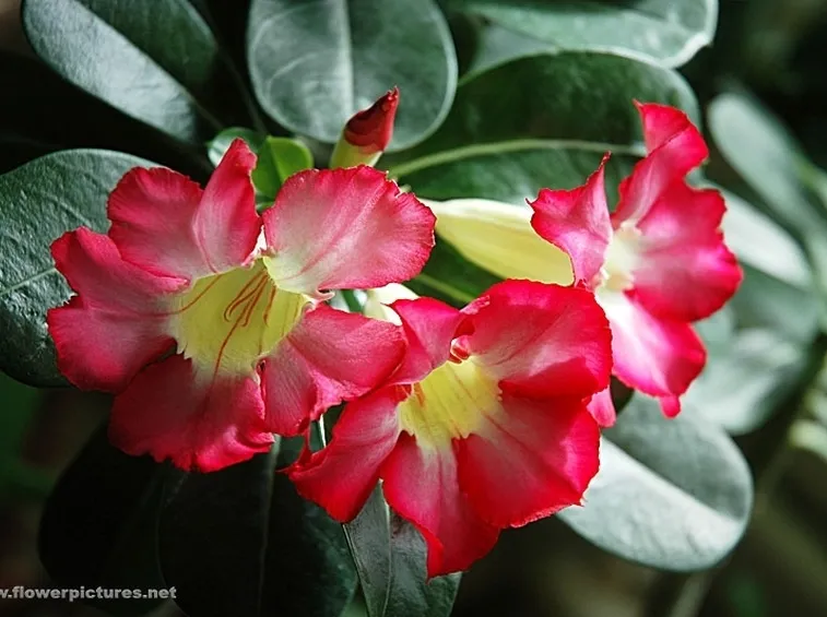mimosa e orchidea-5