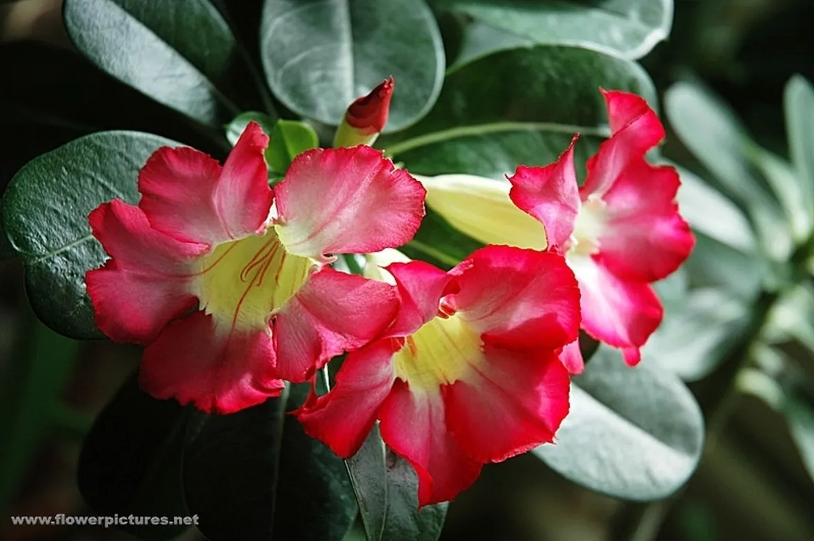 mimosa e orchidea-5