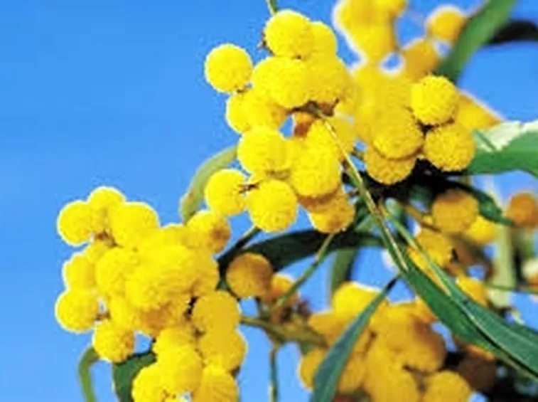 mimosa e ranuncoli-4